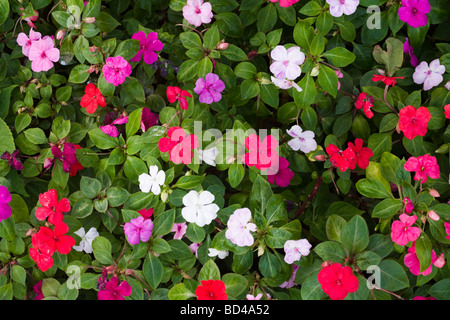 Nahaufnahme von einem Blumenbeet mit roten, lila, rosa und weißen Blüten Stockfoto