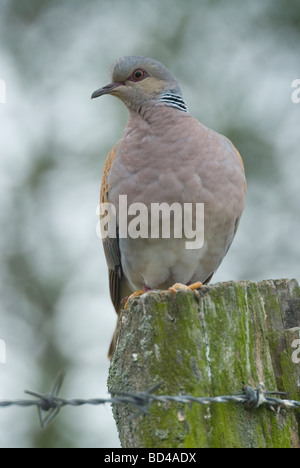 Turteltaube (Streptopelia Turtur) Stockfoto