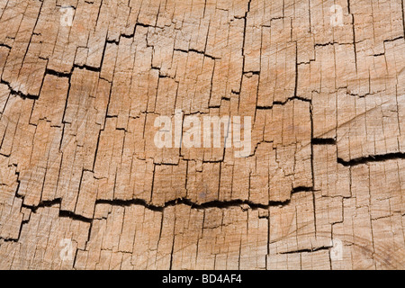 Baum-Ringe in einem Closeup Querschnitt eines Baumstammes Stockfoto