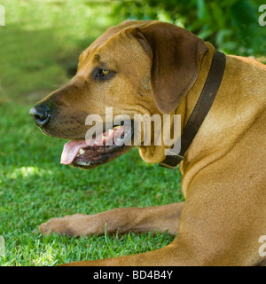 Rhodesian Ridgeback Stockfoto