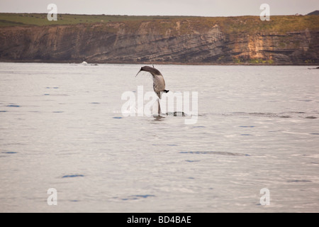 Bottlenose Dolphin Tursiops Truncatus springen Stockfoto