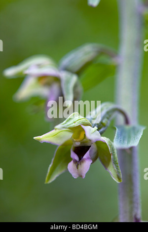 Breite Grünblättrige Helleborine Epipactis leptochila Stockfoto