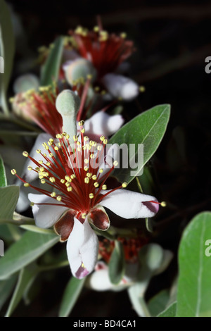 Italien-Latium Landschaft Ananas Guave Blumen Feijoa Stockfoto