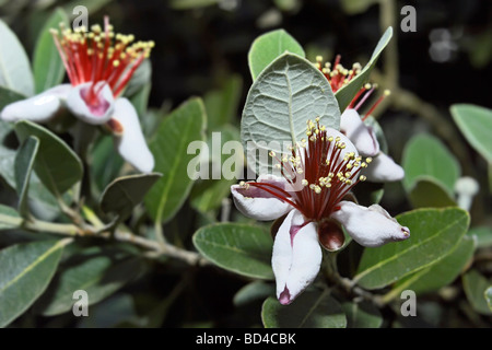 Italien-Latium Landschaft Ananas Guave Blumen Feijoa Stockfoto