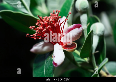 Italien-Latium Landschaft Ananas Guave Blume Feijoa Stockfoto