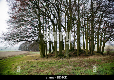 Bewaldeten Bronzezeit runden Grabhügel auf Overton Hill auf The Ridgeway, in der Nähe von Marlborough, Wiltshire, UK Stockfoto