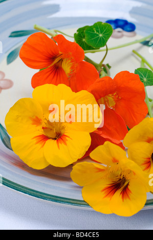 Essbare Kapuzinerkresse Blüten in Salaten verwendet Stockfoto