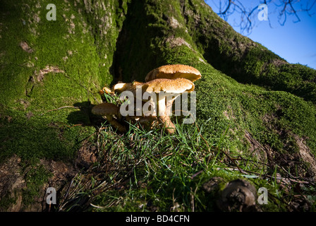 Pilze wachsen in der Nähe der Wurzeln eines Baumes auf der South Downs, East Sussex, UK Stockfoto