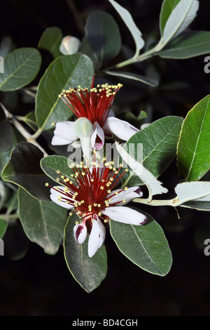 Italien-Latium Landschaft Ananas Guave Blumen Feijoa Stockfoto