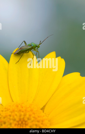 gemeinsamen grünen Kapsid Lygocoris Pabulinus auf gelben Blume Stockfoto