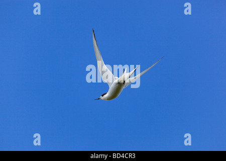 gemeinsamen Seeschwalbe Sterna Hirundo fliegen Stockfoto