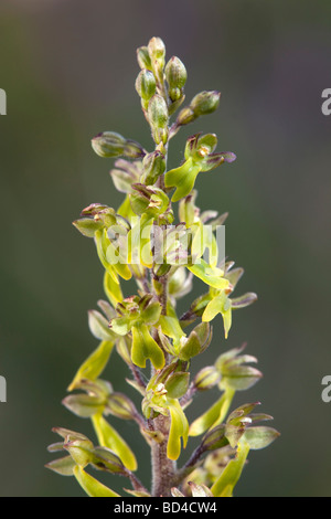 gemeinsamen Nestwurzen Listera ovata Stockfoto