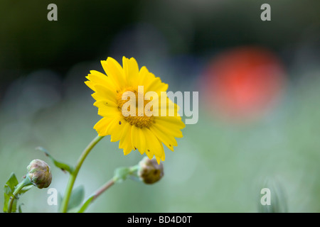 Mais-Ringelblume Chrysanthemum segetum Stockfoto