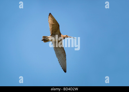 Brachvogel Numenius Arquata im Flug Stockfoto