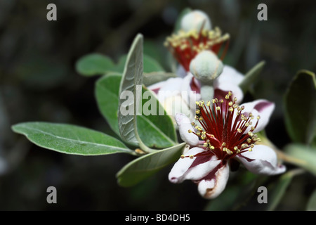 Italien-Latium Landschaft Ananas Guave Blumen Feijoa Stockfoto