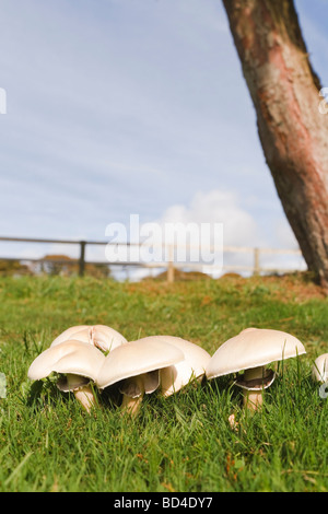 Essbare Pilze wachsen wild auf einer Wiese Stockfoto