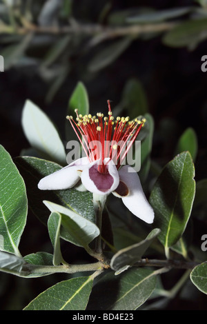 Italien-Latium Landschaft Ananas Guave Blume Feijoa Stockfoto