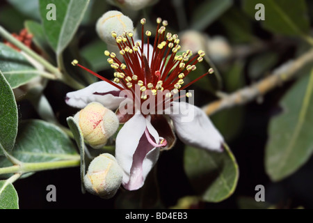 Italien-Latium Landschaft Ananas Guave Blume Feijoa Stockfoto