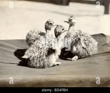 Drei Neugeborenen Strauß Küken Stockfoto