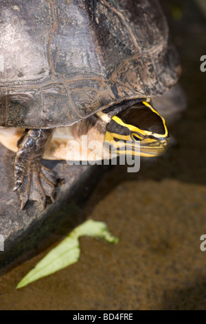 Amboina Box Turtle (Cuora Amboinensis). Markante, ermöglicht die Identifizierung, gelb Kopfmarkierung. Weite Verbreitung in Asien Stockfoto