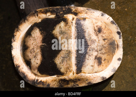 Amboina Box Turtle (Cuora Amboinensis). Kopf und Gliedmaßen in der Hülle enthalten sind. Ansicht der Unterseite zeigt vollständige Schließung und plastron Scharnier in der Mitte, ​ von Seite zu Seite Stockfoto