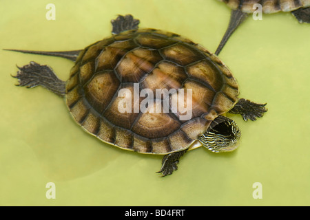 Chinesische Stripe-necked Turtle (Ocadia sinensis). Kinder. In Gefangenschaft gezüchtet und aufgezogen. Cuc Phong. Vietnam. Stockfoto