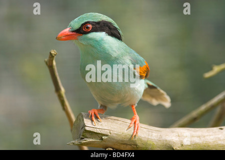 Short-tailed Grün Magpie (Cissa thalassina). Bunte, energetische Mitglied der Krähe oder corvid Familie. Stockfoto