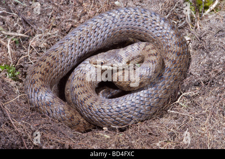 Glatte Schlange (Coronella austriaca). Seltenste der drei Schlange Spezies, auf den Britischen Inseln zu sein. Restricted​ zu Heide im südlichen Grafschaften. Stockfoto