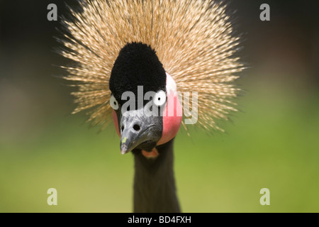 Schwarz oder Schwarz-necked Westafrikanischen gekrönt Kran (Balearica pavonina). Porträt. Nahaufnahme des Kopfes und des Gesichts. Stockfoto