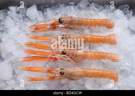 Dublin Bay Garnelen oder Scampi oder Scampi auf einem Bett aus Eis Stockfoto