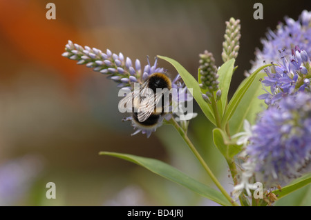 Arbeiter Honig Bienen sammeln Nektar Stockfoto