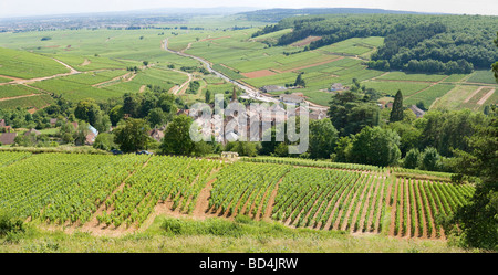 Reben auf dem Hügel über dem Dorf von Pernand Vergelesses Cote d ' or Burgund Frankreich mit Beaune in der Ferne Stockfoto
