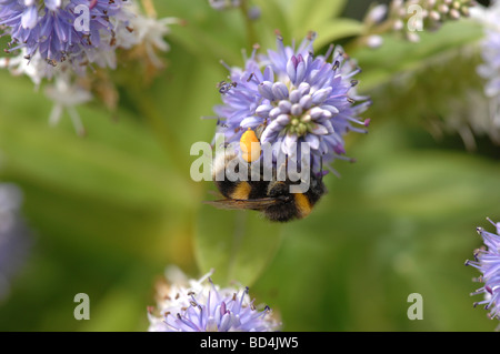 Honig Bienen sammeln Nektar zeigen gesammelten Pollen am Hinterbein Stockfoto