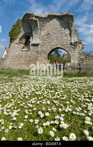 Tigerstatuen und Ruinen. Bereich der Daises vor s: t Pers Ruine. Visby, Gotland, Schweden. Stockfoto