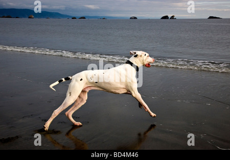 Deutsche Dogge, laufen am Strand. Stockfoto