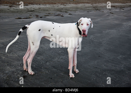 Deutsche Dogge das Strandleben genießen. Stockfoto