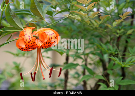 Tiger-Lilie (Lilium Tigrinum) in der Nähe von Arashiyama, Kansai, Japan Stockfoto