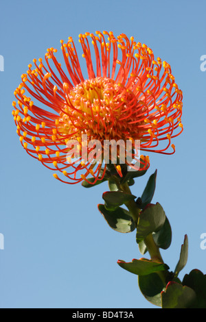 Leucospermum cordifolium Pincushion Protea eine orange tropische Blume auf blauem Himmel Hintergrund niedriger Winkel Nahaufnahme niemand vertikal in den USA US Hi-res Stockfoto