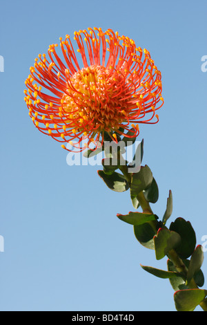 Einzelne orange Blume Leucospermum cordifolium Pincushion Protea Blütenstempel Kopf künstlerische Blumen Tapeten Tapeten blauer Himmel Hintergrund Closeup Hi-res Stockfoto