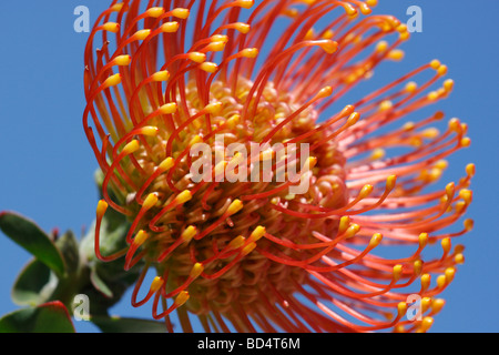 Leucospermum cordifolium Pincushion Protea eine orange tropische Blume auf blauem Himmel Hintergrund niedriger Winkel Nahaufnahme niemand horizontal in den USA US Hi-res Stockfoto