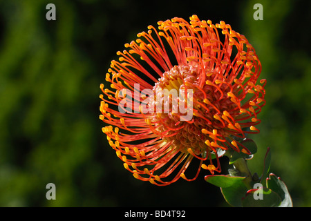 Einzelne orange Blume Leucospermum cordifolium Pincushion Protea Blütenstempel Kopf künstlerische Blumen Tapeten Tapeten verschwommener Hintergrund Makro Hi-res Stockfoto