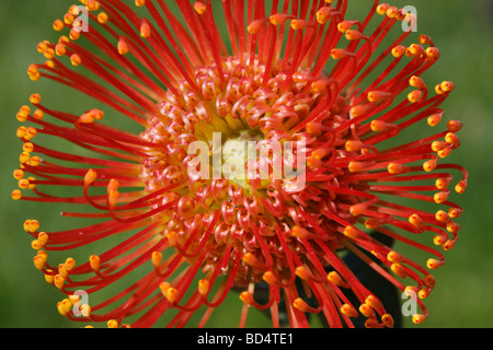 Leucospermum cordifolium Pincushion Protea eine orange tropische Blume Bilder Bilder Fotos große hohe Auflösung horizontal in den USA USA Hi-res Stockfoto