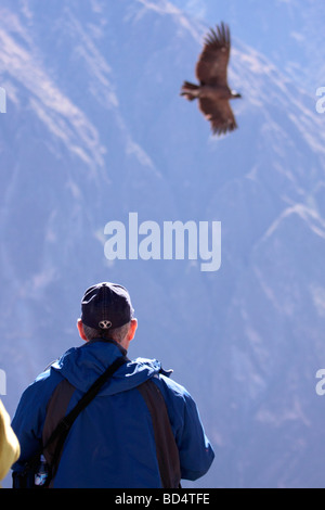 fliegende Kondor im Colca Canyon in der Nähe von Chivay, Peru, Südamerika Stockfoto