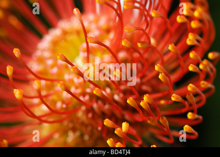 Leucospermum cordifolium Pincushion Protea Pin Kissen eine orange Blume Nahaufnahme Bilder Fotografie Stillleben Verkauf auf alamy in USA US hochauflösend Stockfoto