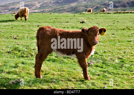 Junge Highland Kuh Kalb stand im Feld mit Erwachsenen Highland Kühe im Hintergrund in Glen Cassley in Schottland Stockfoto