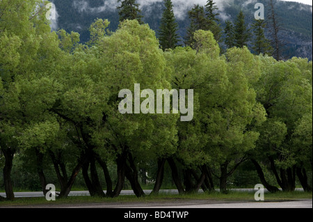 Bäume säumen das Parkplatz in Banff Stockfoto