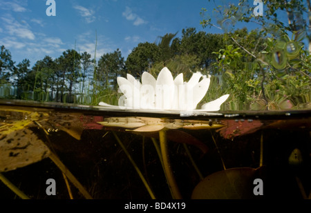 Weiße Seerose, Nymphaea Alba, am Wasser Oberfläche und Unterwasser Stockfoto