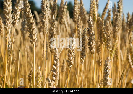 Weizen (Triticum Aestivum) gemeinsame Essen rund um den Globus, Schweden Stockfoto