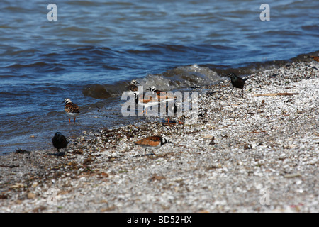 Ruddy Turnstone Vogel läuft am Ufer des Lake Erie Parks Ohio American in den USA Niemand von oben blickt hoch Stockfoto