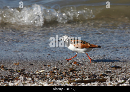 Ruddy Turnstone Vogel läuft am Ufer des Lake Erie Parks Ohio American in den USA Niemand von oben blickt hoch Stockfoto